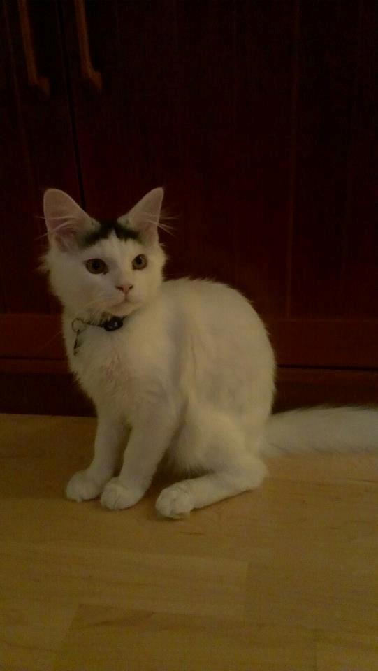 Blanding af racer Elvis - Så stor han er ved at blive - i forhold til starten! billede 6