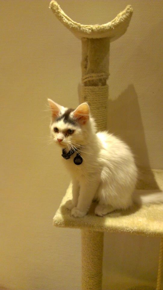 Blanding af racer Elvis billede 12