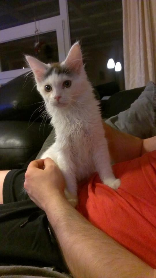 Blanding af racer Elvis billede 13