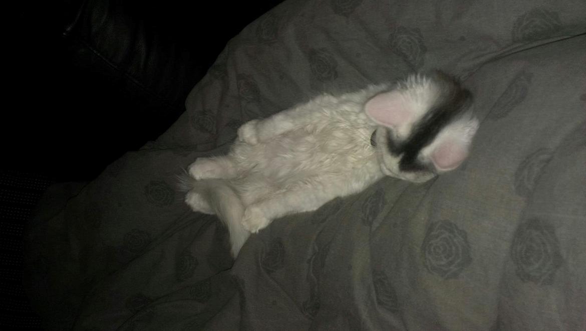 Blanding af racer Elvis billede 10