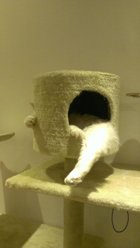 Blanding af racer Elvis - Han må vel sove godt? billede 8