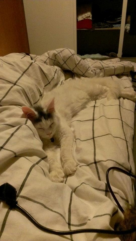 Blanding af racer Elvis - Der bliver puttet! (: billede 11