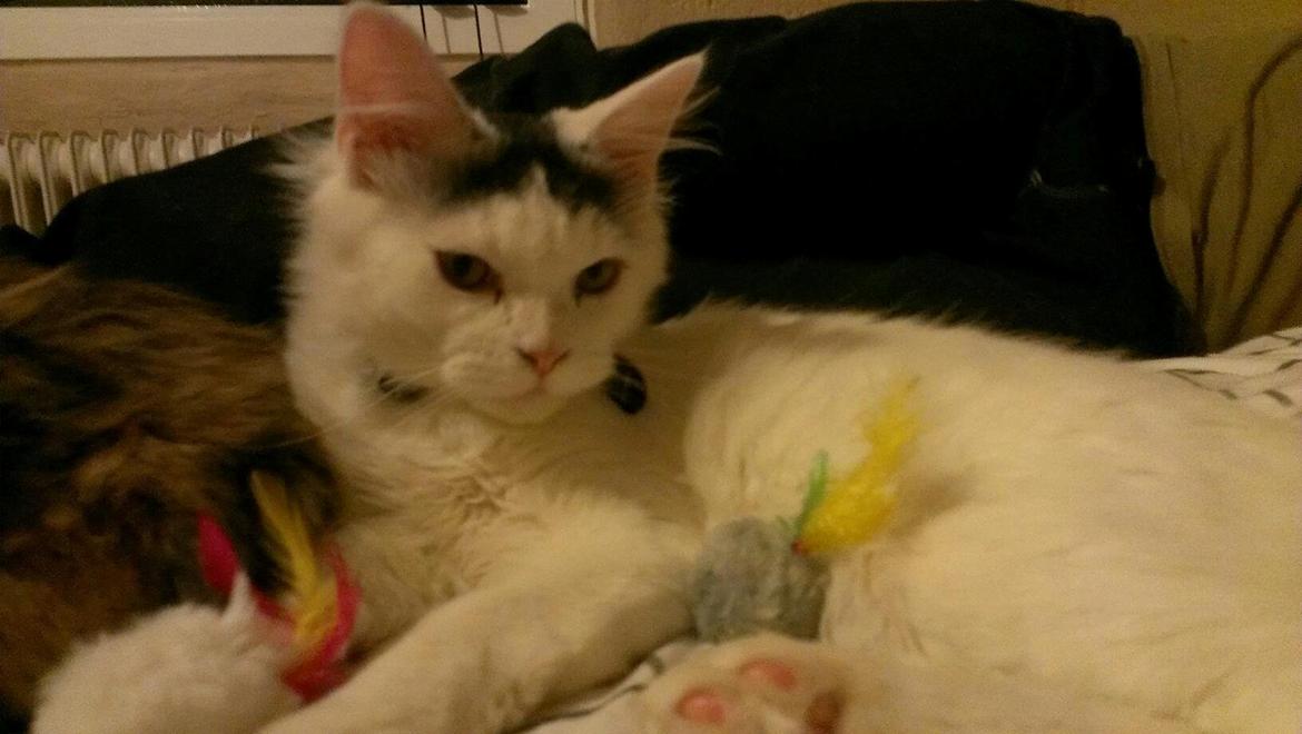 Blanding af racer Elvis billede 7