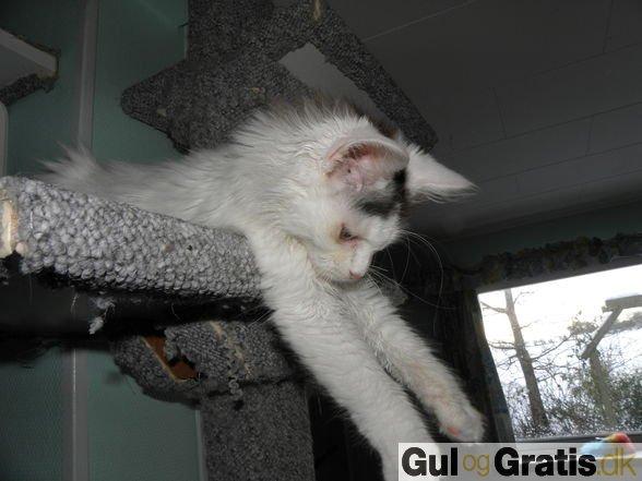 Blanding af racer Elvis billede 16