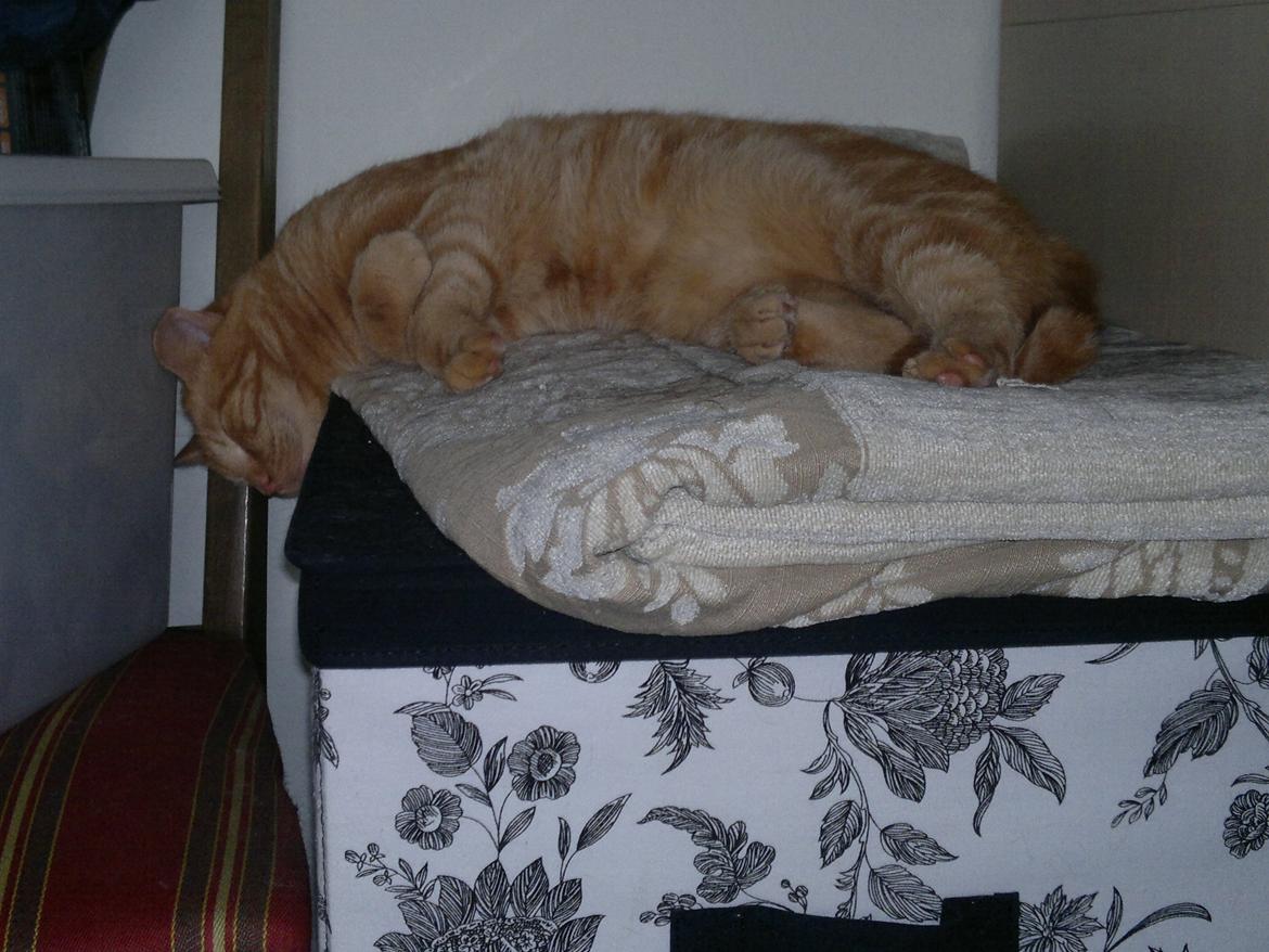 Huskat Frede - Utroligt man kan sove sådan.. billede 8