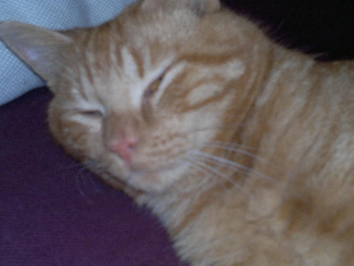 Huskat Frede billede 9