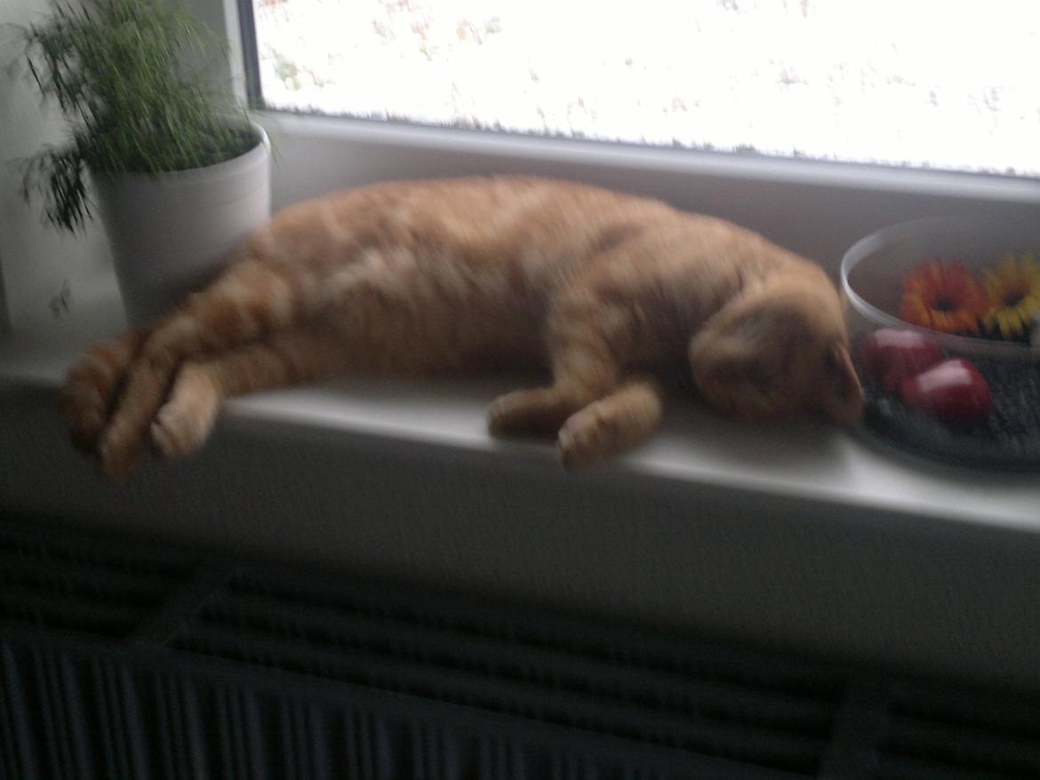 Huskat Frede - Sovetryne billede 10