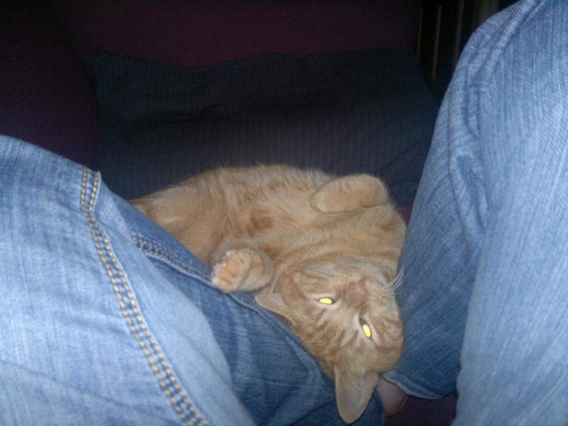 Huskat Frede - fjolle kat billede 11