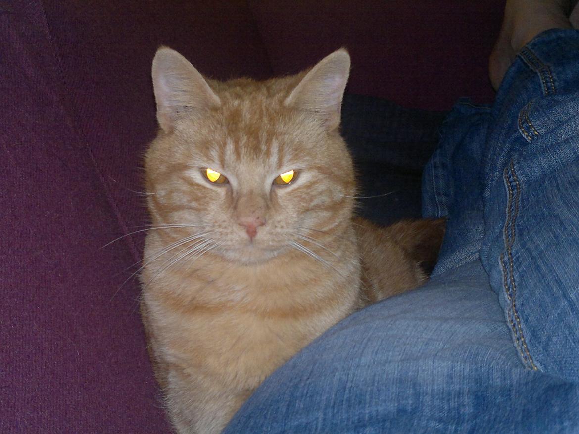 Huskat Frede - Smuksak billede 12