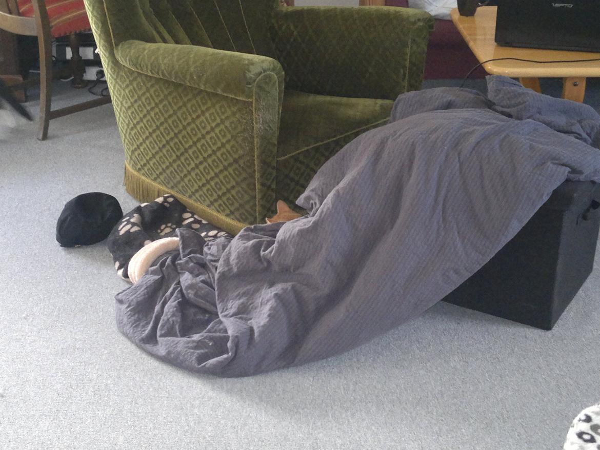 Huskat Frede - Find katten?? billede 13