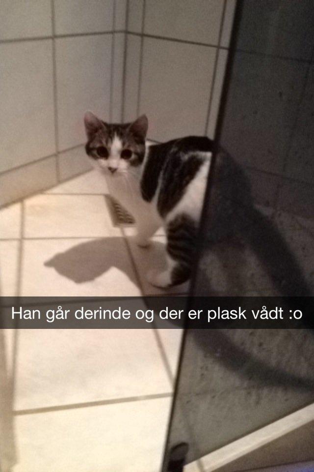 Huskat Yuppie billede 2