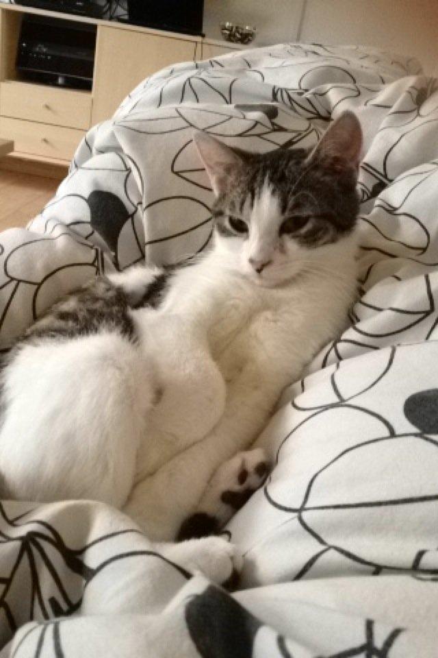 Huskat Yuppie billede 3