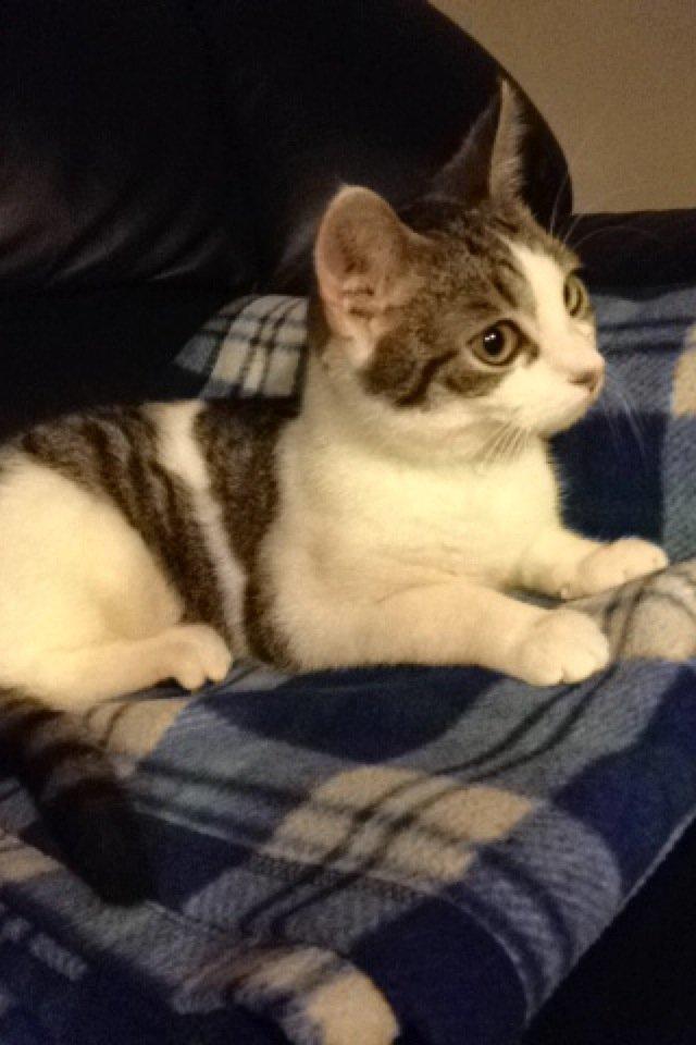 Huskat Yuppie billede 4