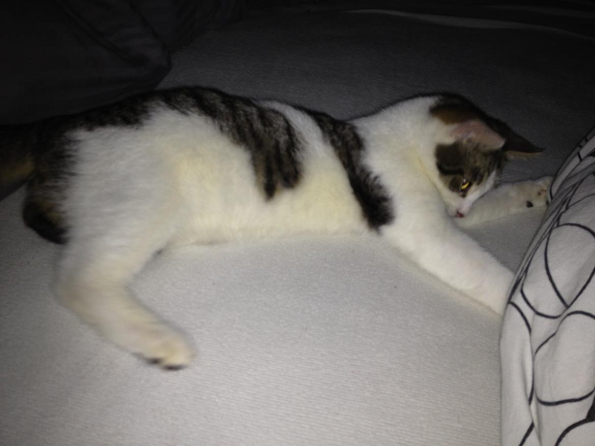 Huskat Yuppie billede 6