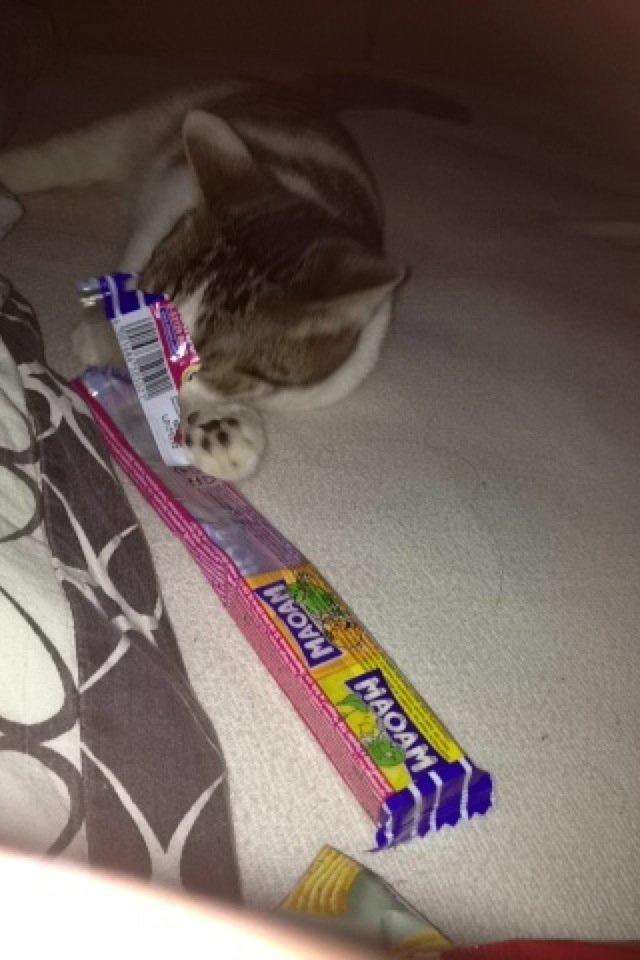 Huskat Yuppie billede 7