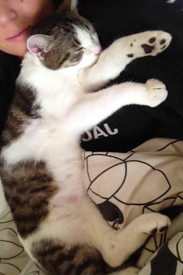 Huskat Yuppie billede 8