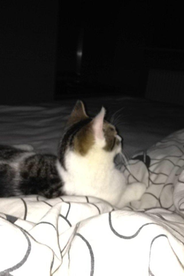 Huskat Yuppie billede 9