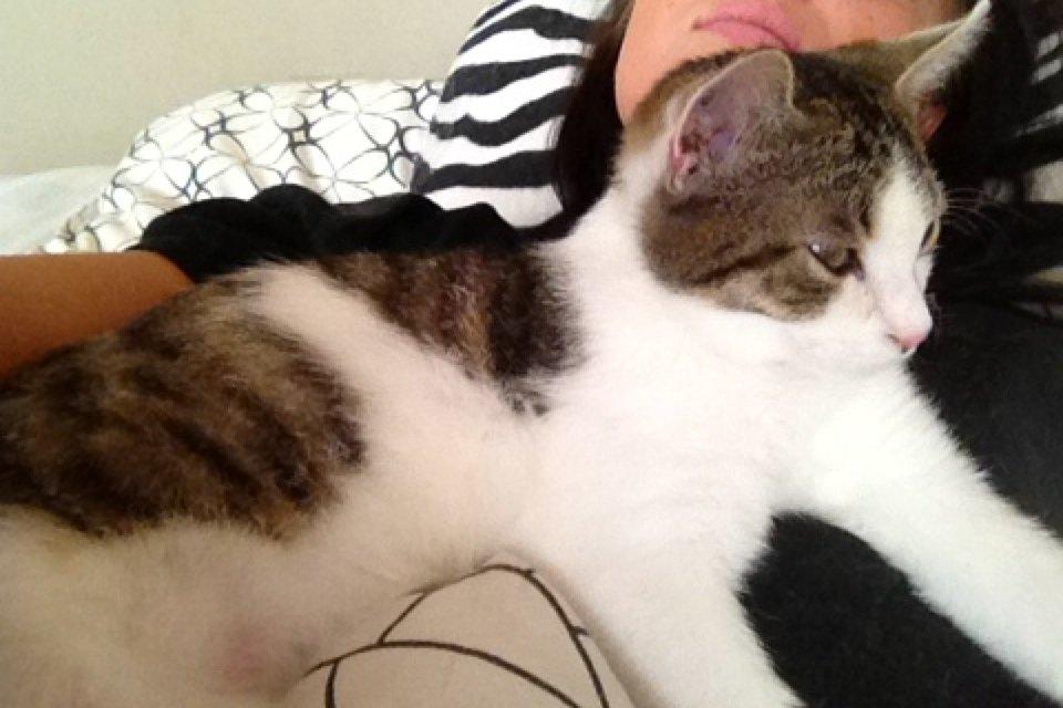 Huskat Yuppie billede 10