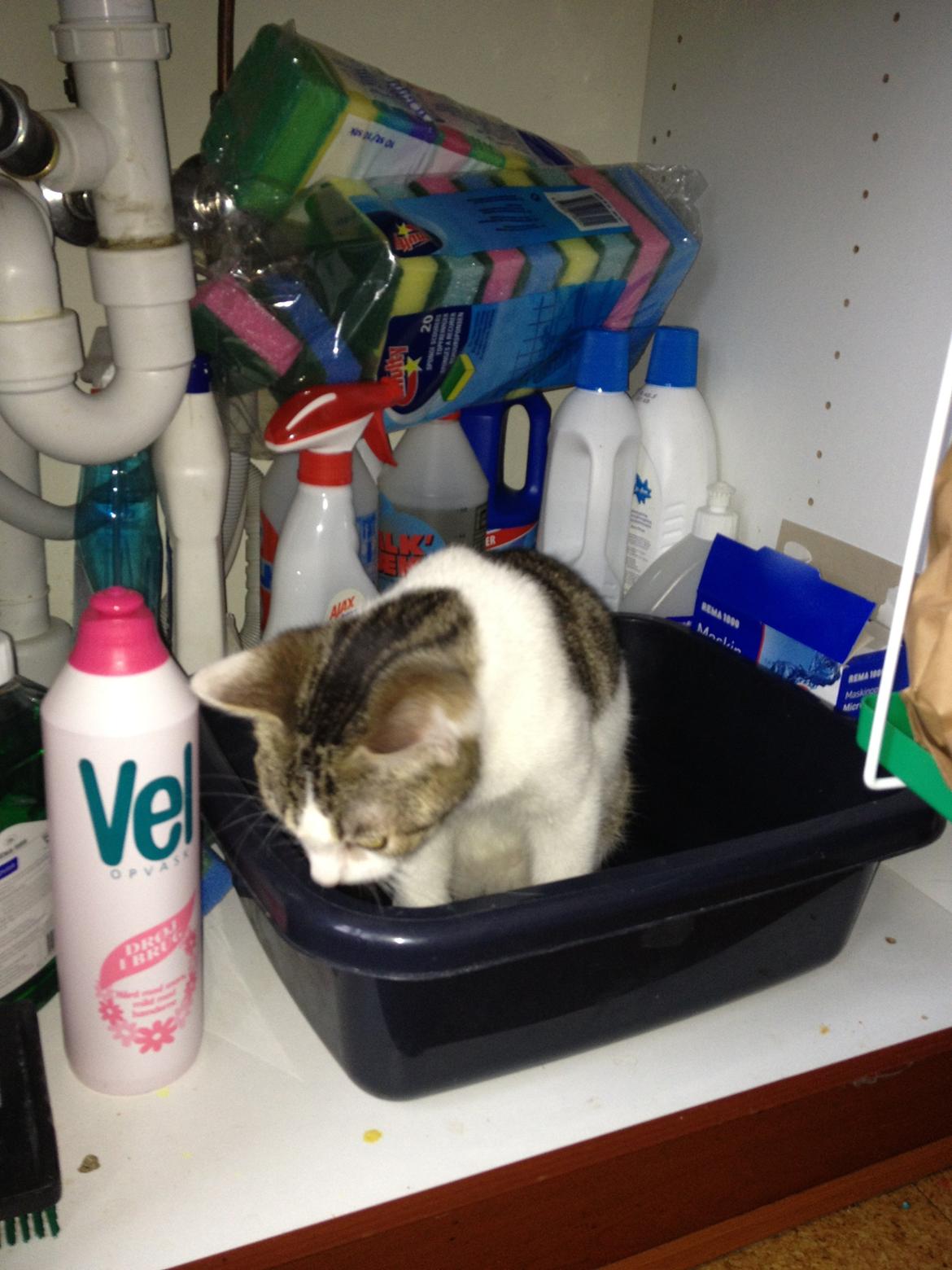 Huskat Yuppie billede 12