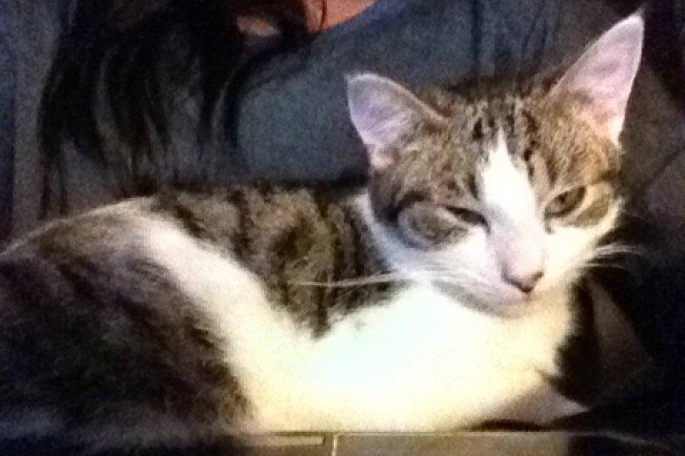 Huskat Yuppie billede 13