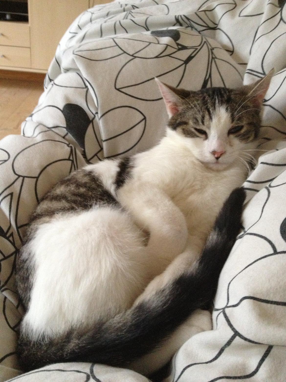 Huskat Yuppie billede 14