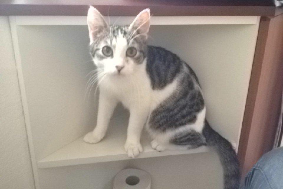 Huskat Yuppie billede 15