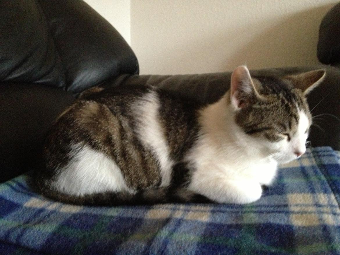 Huskat Yuppie billede 17