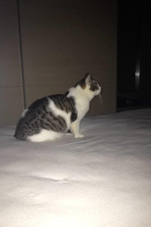 Huskat Yuppie billede 18