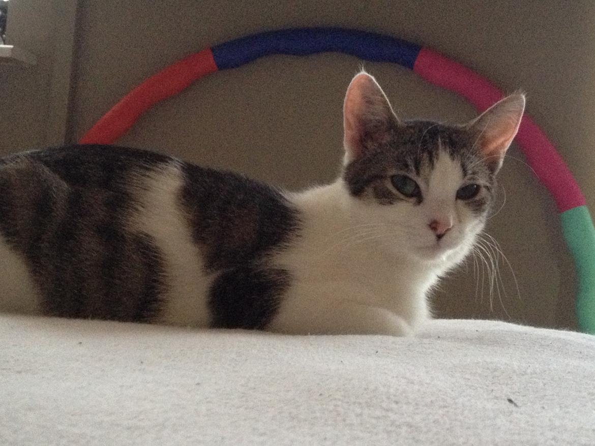 Huskat Yuppie billede 19