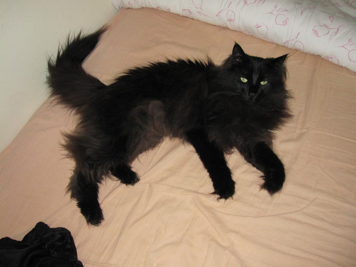 Norsk Skovkat Lurifaks billede 1