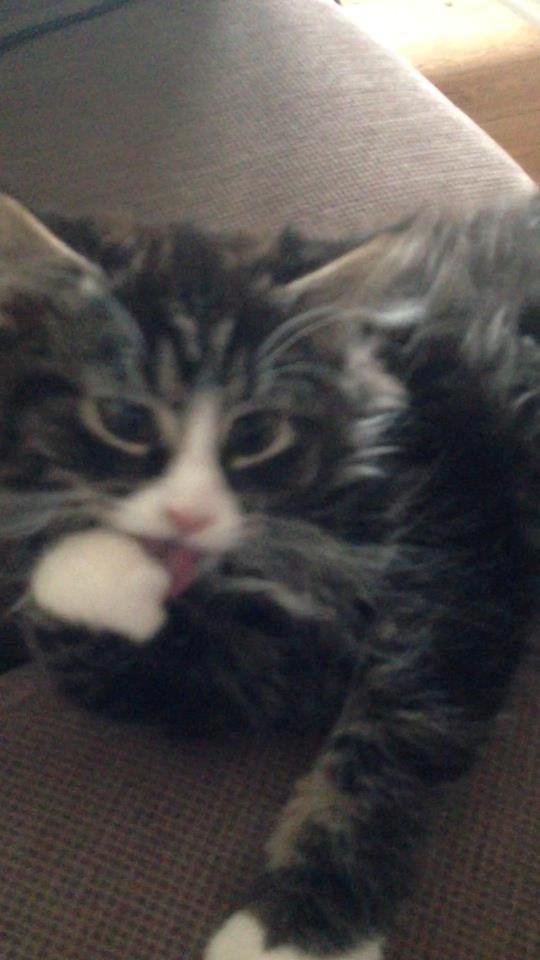 Maine Coon Molly billede 1