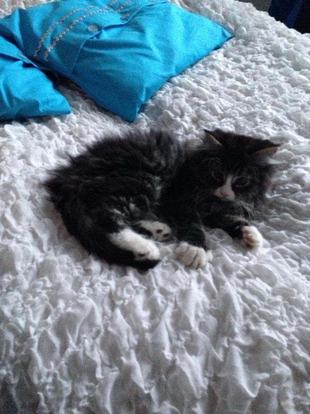 Maine Coon Molly billede 2