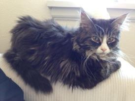 Maine Coon Molly billede 3