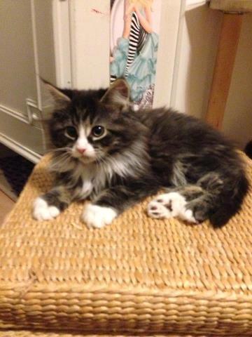 Maine Coon Molly billede 4