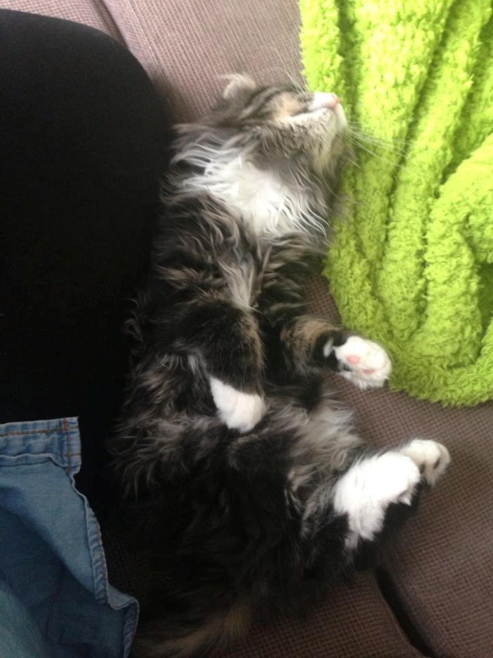 Maine Coon Molly billede 5