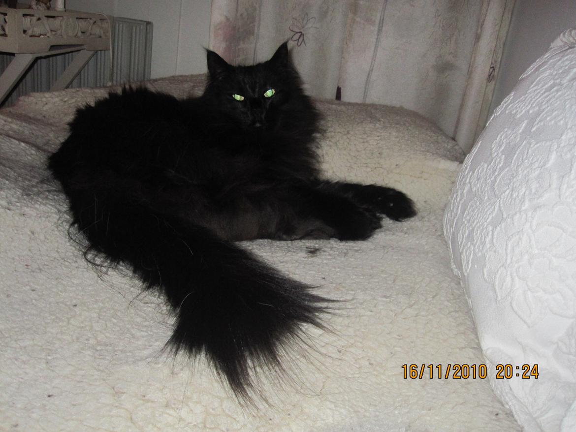 Norsk Skovkat Lurifaks billede 2