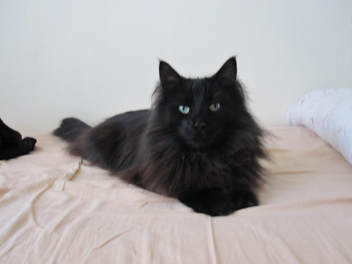 Norsk Skovkat Lurifaks billede 3