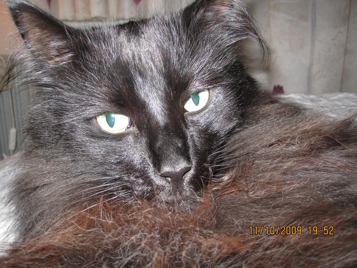 Norsk Skovkat Lurifaks billede 4