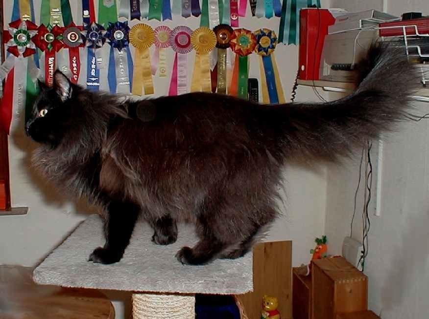 Norsk Skovkat Lurifaks billede 5