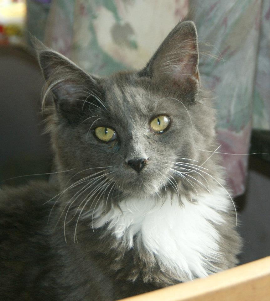 Maine Coon Lykkekatte´s Vanessa billede 1