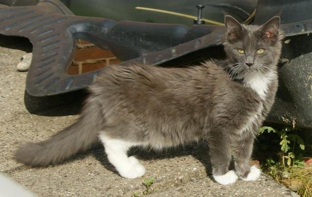 Maine Coon Lykkekatte´s Vanessa billede 2