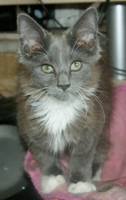 Maine Coon Lykkekatte´s Vanessa billede 3