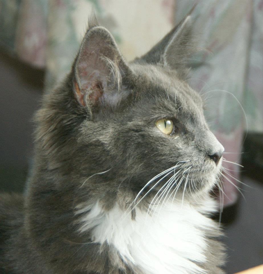 Maine Coon Lykkekatte´s Vanessa billede 4