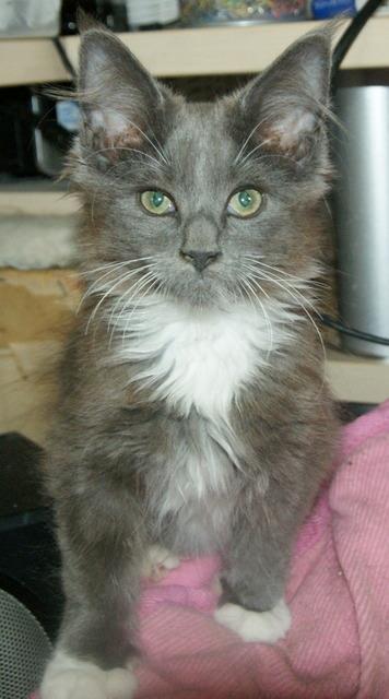 Maine Coon Lykkekatte´s Vanessa billede 5