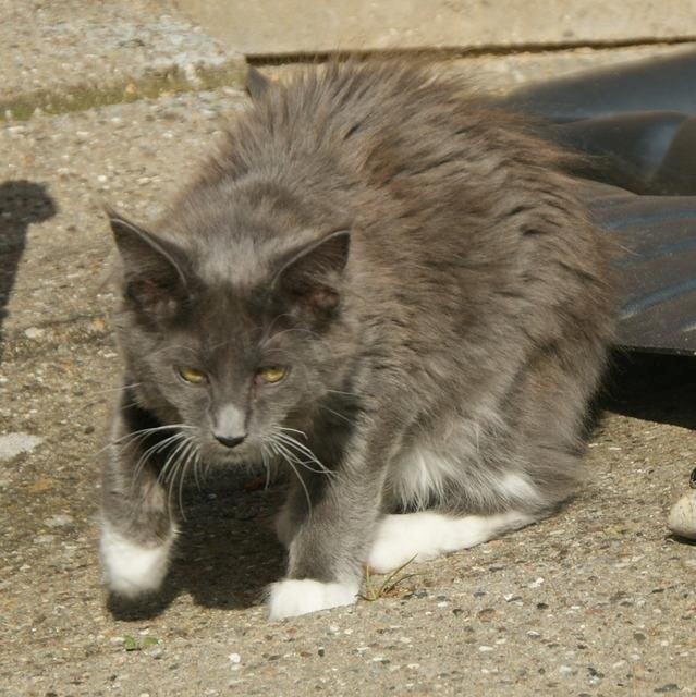 Maine Coon Lykkekatte´s Vanessa billede 6