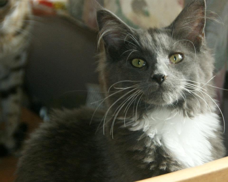 Maine Coon Lykkekatte´s Vanessa billede 7