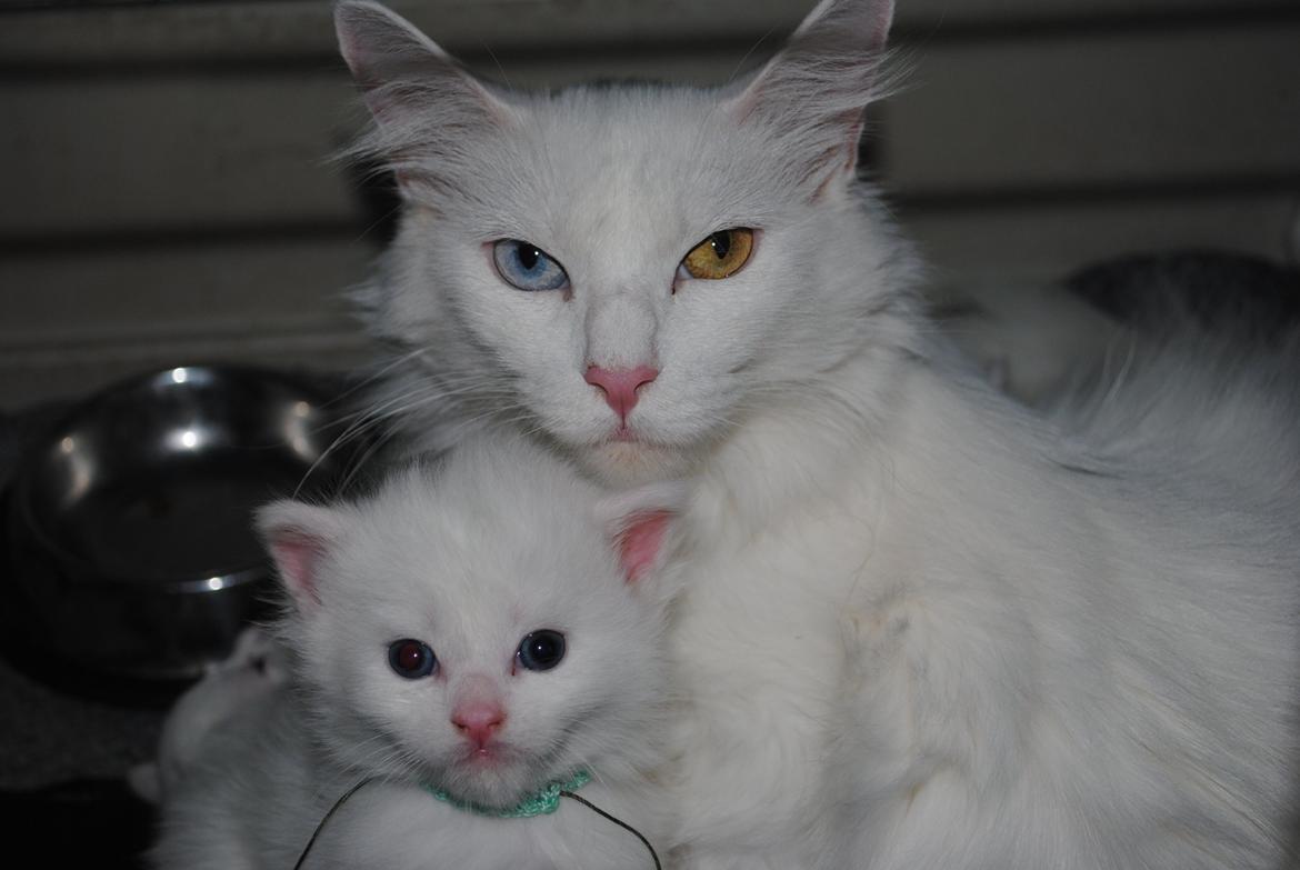 Maine Coon Baby billede 1