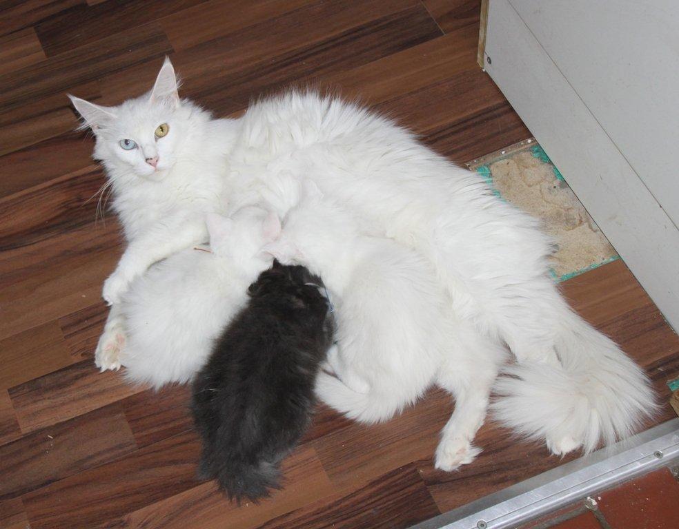 Maine Coon Baby billede 2