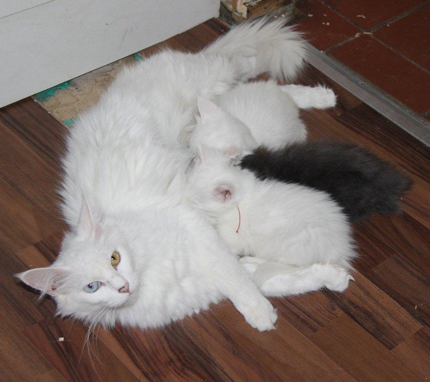 Maine Coon Baby billede 3