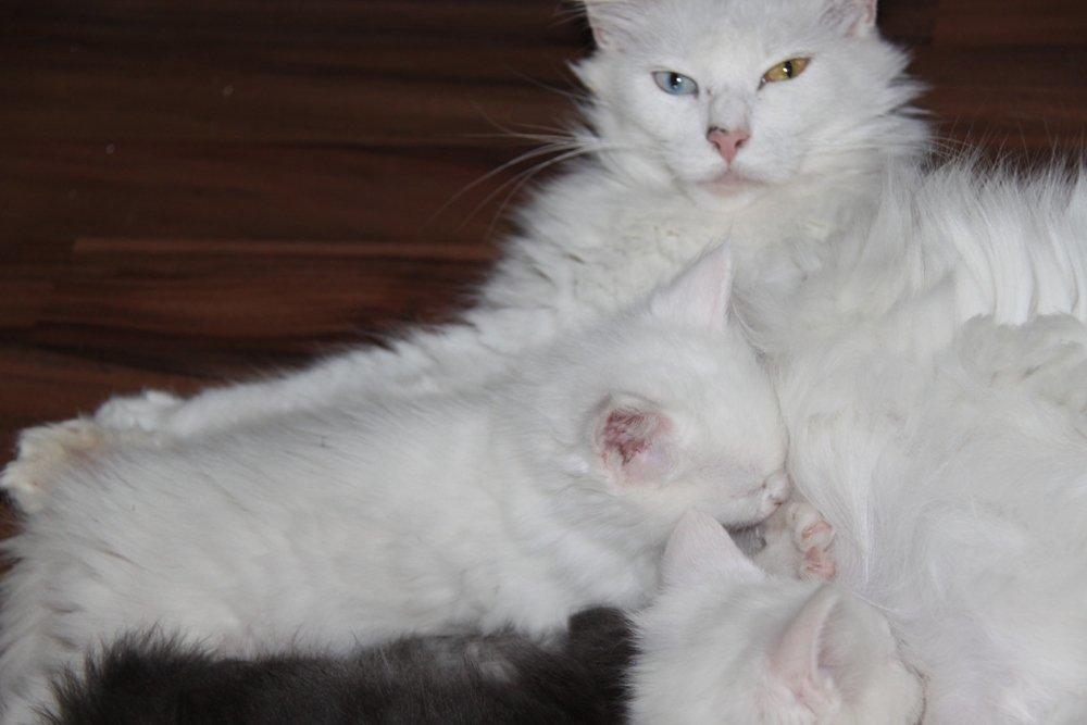 Maine Coon Baby billede 4